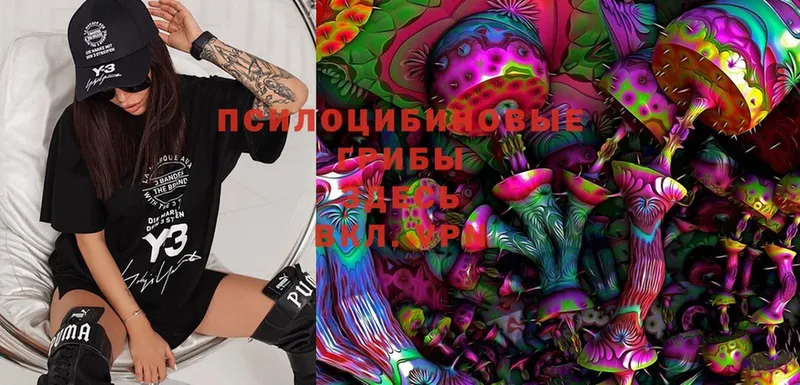 Псилоцибиновые грибы Magic Shrooms  Губкинский 